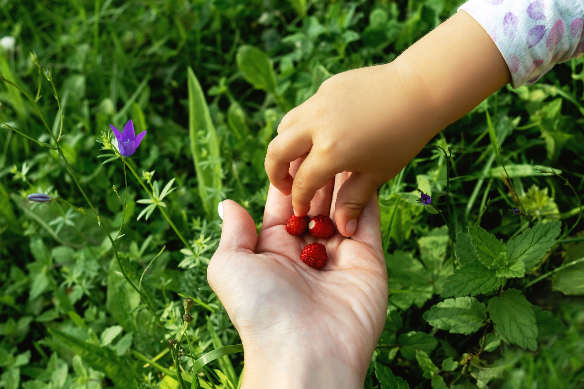 child about to eat healthy berries from mom's hands