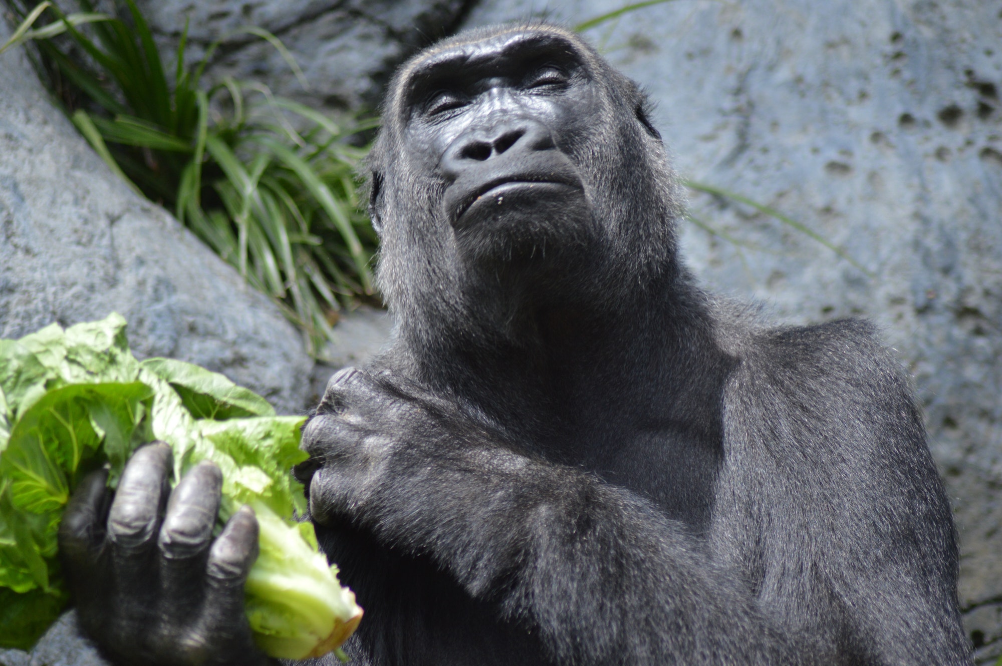 gorilla eating healthy lettuce
