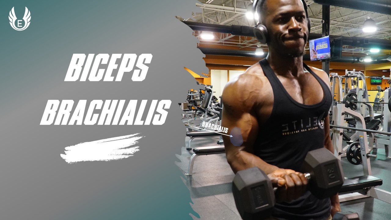 biceps brachialis
